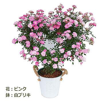 新月バラ園 つるバラプリティハートリング 鉢 白ブリキ 花カラー ピンク No.5