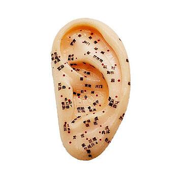 【在庫限り】耳つぼ  模型  耳つぼマッサージ  体系的に覚える  ツボグッズ  耳裏マッサージ  みみつぼ  反射区  表記  鍼灸  練習用  資格用  マネキン