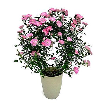 新月バラ園 つるバラミニアーチ H38 8 鉢カラー ホワイト 花カラー ピンク