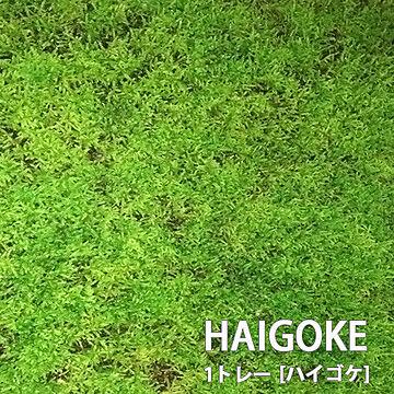 ハイゴケ 1トレー トレーサイズ300mm×450mm 盆栽 植え替え テラリウム 苔玉 庭