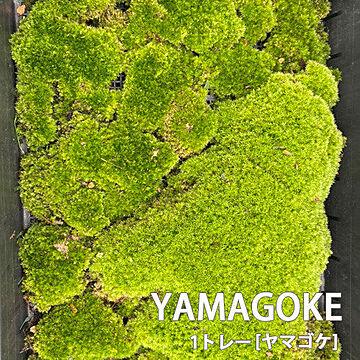 ヤマゴケ 山苔 1トレー 盆栽用 テラリウム用 苔玉作成 トレーサイズ300mm×450mm 石S